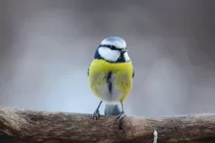 Ddo15_21_Blaz-Kozar-Plavcek-768x509