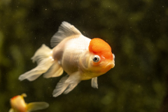 naravoslovni-dan-6-5-202109