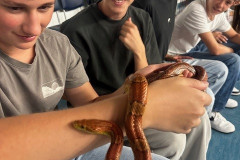 FNM1