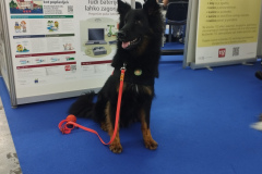 Bingo_pes-gorskih-resevalcev