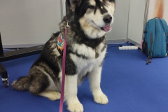 Ema_psicka-za-iskanje-pogresanih-oseb