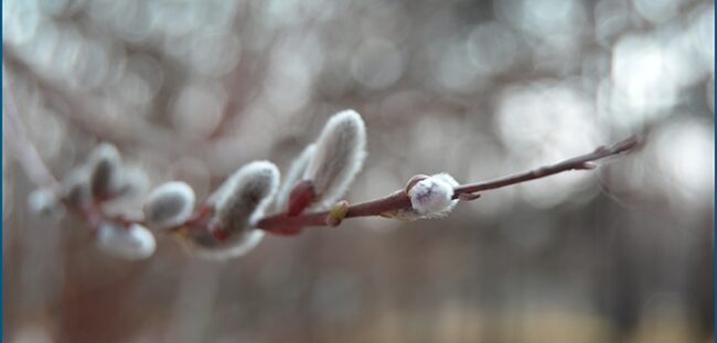 david_krcek,naslovnica