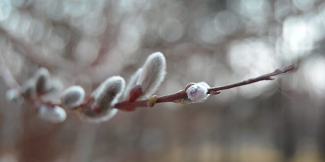 david_krcek,naslovnica