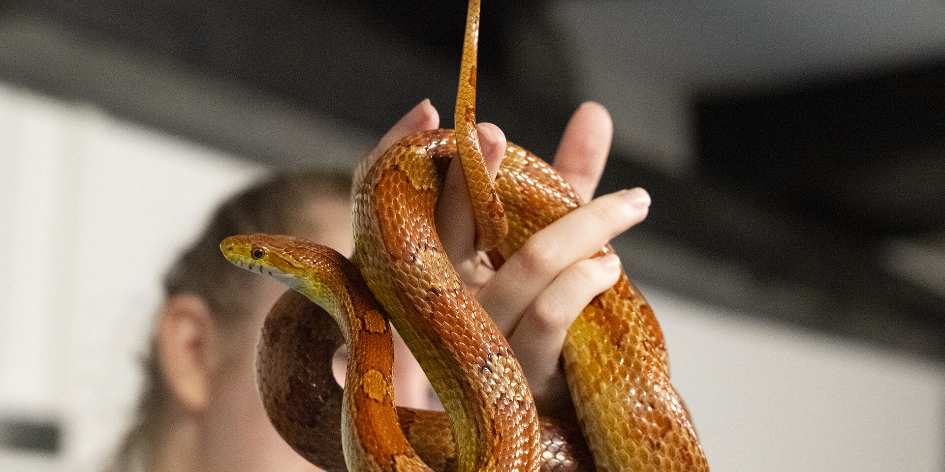 PEF_BIO_SERS_Maribor_26