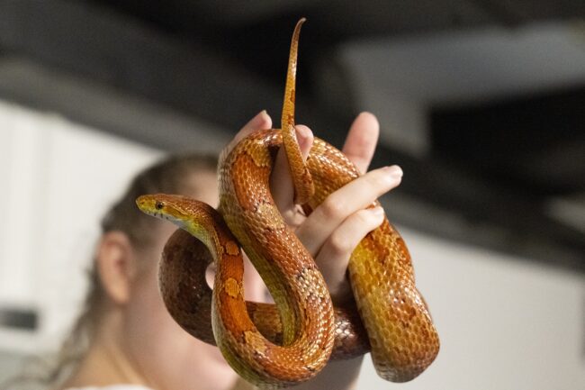 PEF_BIO_SERS_Maribor_26