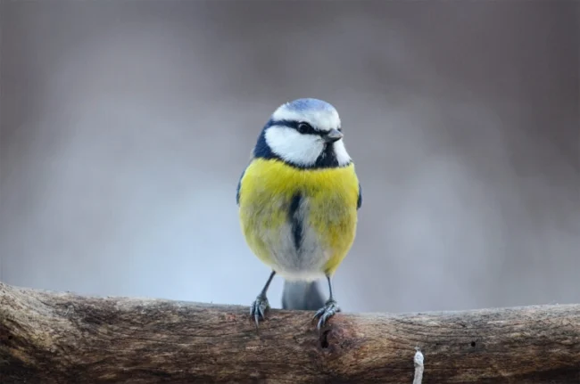 Ddo15_21_Blaz-Kozar-Plavcek-768×509