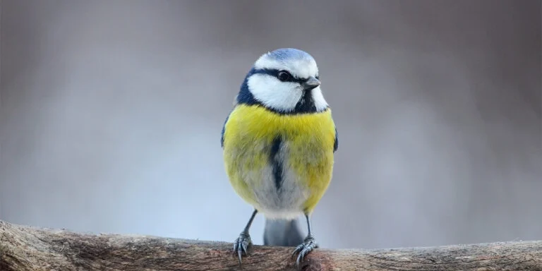 Ddo15_21_Blaz-Kozar-Plavcek-768×509